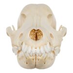 Real Domestic Dog Skull – Adolescent