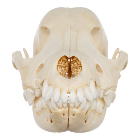 Real Domestic Dog Skull - Adolescent