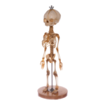 Real Research Quality Human Skeleton – Fetal
