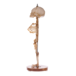 Real Research Quality Human Skeleton – Fetal