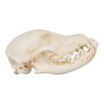 Real Domestic Dog Skull – Adolescent