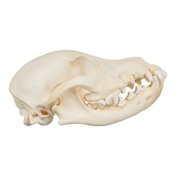 Real Domestic Dog Skull – Adolescent