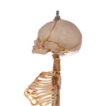 Real Research Quality Human Skeleton – Fetal