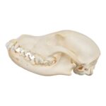 Real Domestic Dog Skull – Adolescent
