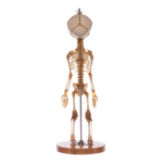 Real Research Quality Human Skeleton – Fetal