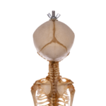 Real Research Quality Human Skeleton – Fetal