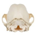 Real Domestic Dog Skull – Adolescent