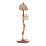 Real Research Quality Human Skeleton – Fetal