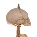 Real Research Quality Human Skeleton – Fetal