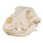 Real Domestic Dog Skull – 1 lb
