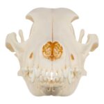 Real Domestic Dog Skull – 1 lb