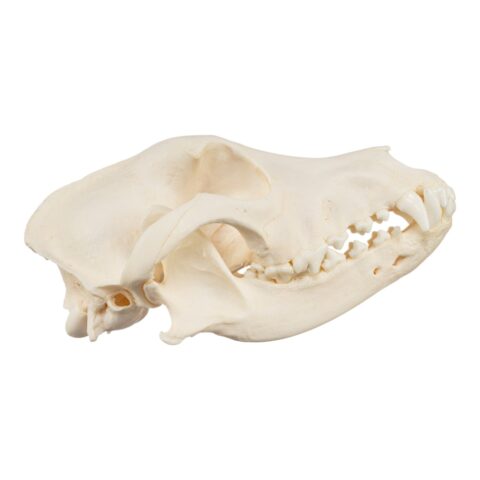 Real Domestic Dog Skull - 1 lb