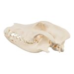 Real Domestic Dog Skull – 1 lb