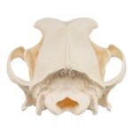 Real Domestic Dog Skull – 1 lb