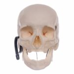 Real Research Quality Human Skeleton – Disarticulated