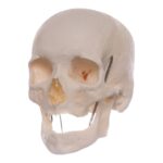 Real Research Quality Human Skeleton – Disarticulated
