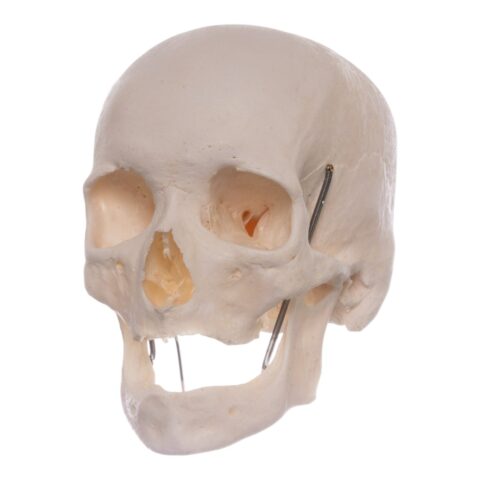 Real Research Quality Human Skeleton - Disarticulated