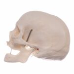 Real Research Quality Human Skeleton – Disarticulated