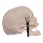 Real Research Quality Human Skeleton – Disarticulated