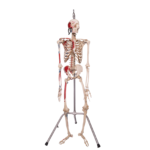 Real Human Articulated Skeleton – Painted
