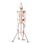 Real Human Articulated Skeleton – Painted
