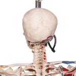 Real Human Articulated Skeleton – Painted