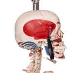 Real Human Articulated Skeleton – Painted