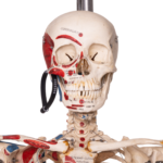 Real Human Articulated Skeleton – Painted