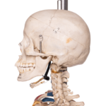 Real Human Articulated Skeleton – Painted