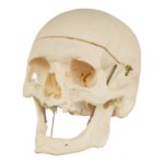 Real Research Quality Human Skeleton – Disarticulated – 4600 g
