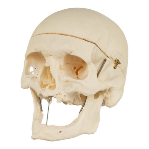 Real Research Quality Human Skeleton - Disarticulated - 4600 g