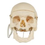 Real Research Quality Human Skeleton – Disarticulated – 4600 g