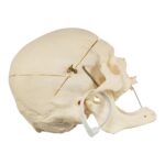 Real Research Quality Human Skeleton – Disarticulated – 4600 g