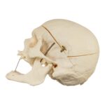 Real Research Quality Human Skeleton – Disarticulated – 4600 g