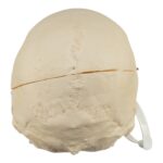 Real Research Quality Human Skeleton – Disarticulated – 4600 g