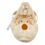 Real Research Quality Human Skeleton – Disarticulated – 4600 g