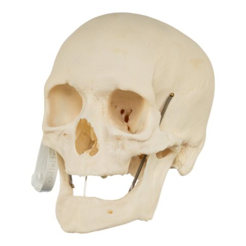Real Research Quality Human Skeleton - Disarticulated - 4600 g