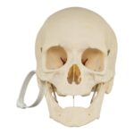 Real Research Quality Human Skeleton – Disarticulated – 4600 g