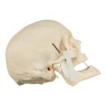 Real Research Quality Human Skeleton – Disarticulated – 4600 g