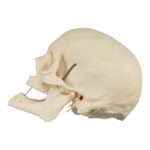 Real Research Quality Human Skeleton – Disarticulated – 4600 g