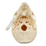 Real Research Quality Human Skeleton – Disarticulated – 4600 g