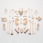 Real Research Quality Human Skeleton – Disarticulated