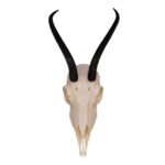 Real Springbok Skull  – Female