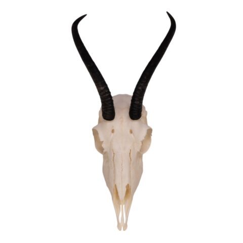 Real Springbok Skull  - Female