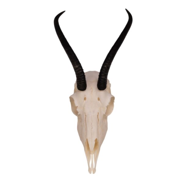 Real Springbok Skull  – Female