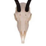Real Springbok Skull  – Female