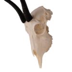 Real Springbok Skull  – Female