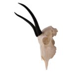 Real Springbok Skull  – Female