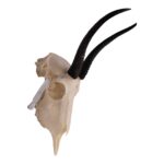 Real Springbok Skull  – Female