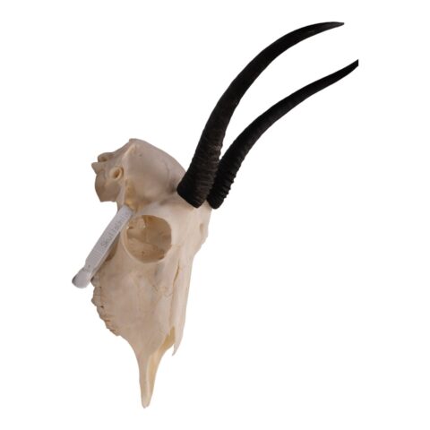 Real Springbok Skull  - Female